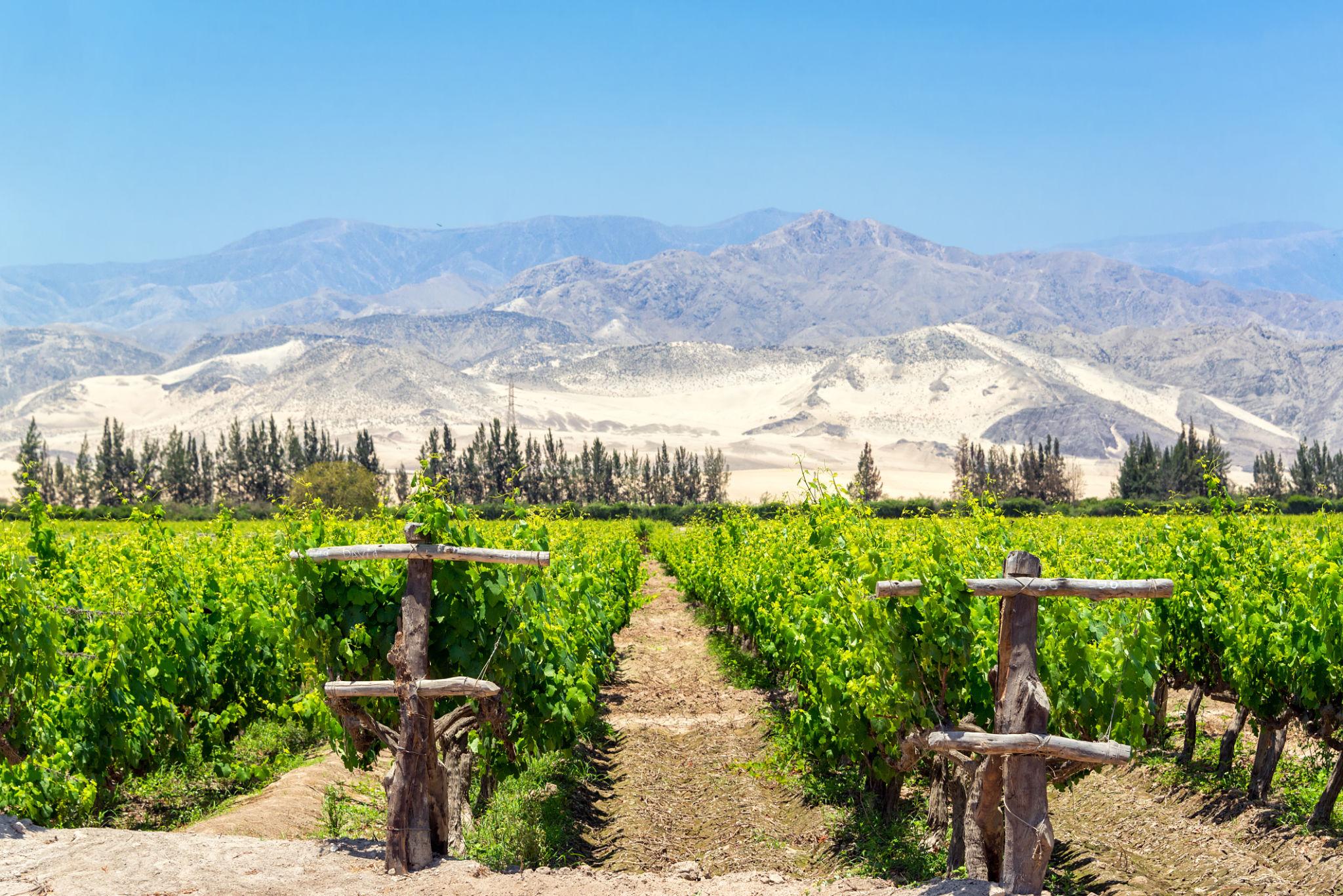 Ruta del Pisco en Ica
